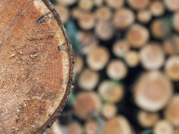 Il legno migliore per costruire case in bioedilizia